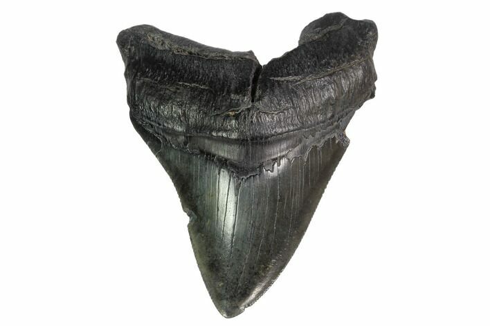 Fossil Megalodon Tooth - Georgia #144352